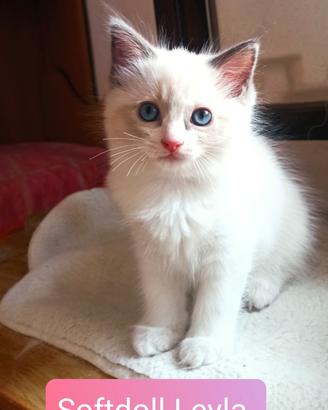 Cucciola Ragdoll bicolor