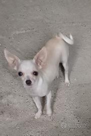 Chihuahua femmina cucciola