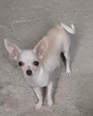 Chihuahua femmina cucciola