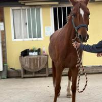 Purosangue arabo femmina