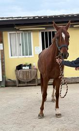 Purosangue arabo femmina