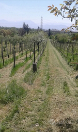 Casa singola con terreno