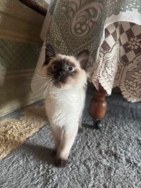 Gatto molto simpatico trattabile