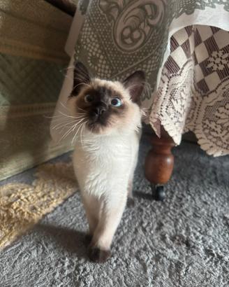 Gatto molto simpatico trattabile