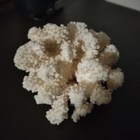 Corallo bianco