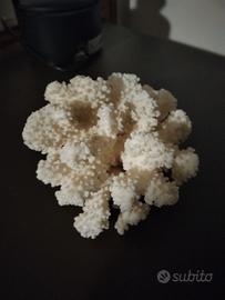 Corallo bianco