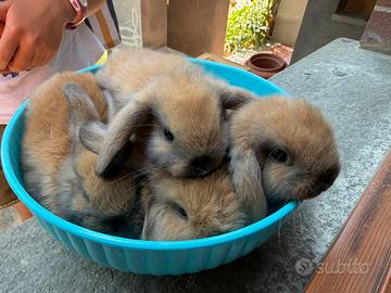 Cuccioli coniglio nano