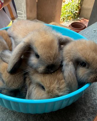Cuccioli coniglio nano