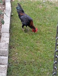 Gallo