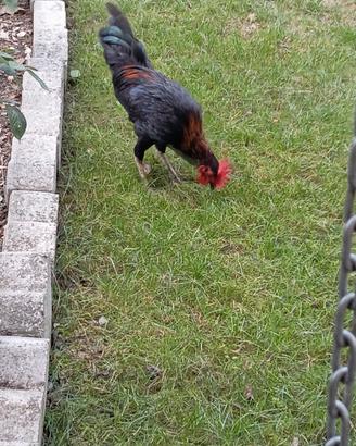 Gallo
