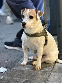 Maschio Jack Russel per monta