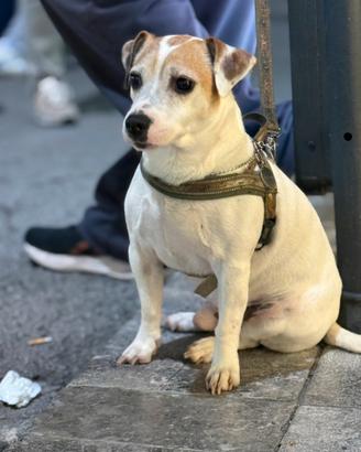 Maschio Jack Russel per monta