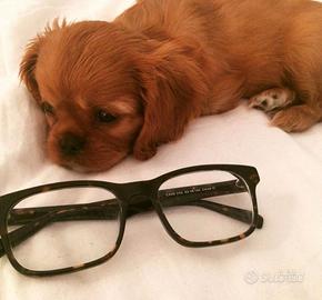 Cavalier king