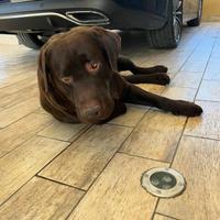 Labrador Cioccolato