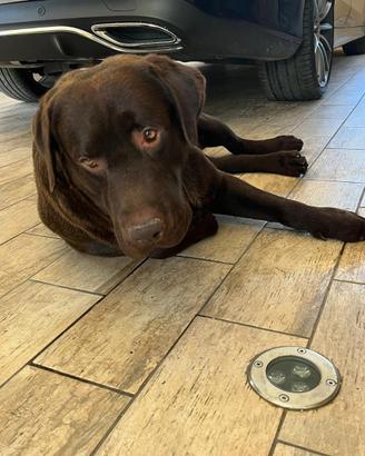 Labrador Cioccolato
