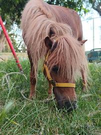 Pony per Monta