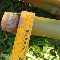 Bamboo in canne