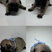 Cuccioli french bulldog pug