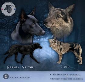 Cane Delle Alpi Apuane