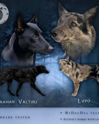 Cane Delle Alpi Apuane