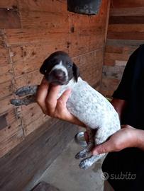 Cuccioli kurzhaar