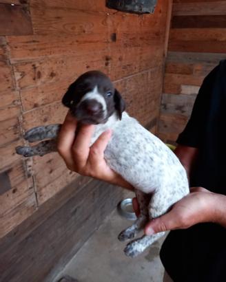 Cuccioli kurzhaar