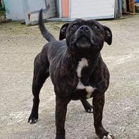 Staffordshire bull terrier adulta