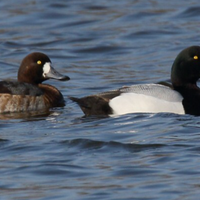 Coppia di moretta grigia