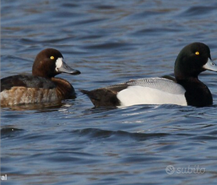 Coppia di moretta grigia