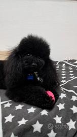 Barboncino Toy per monta