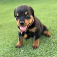 Rottweiler