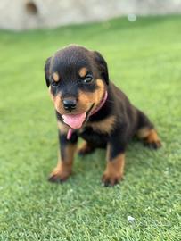 Rottweiler