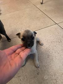 Cuccioli piccola taglia