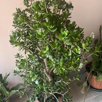 Pianta