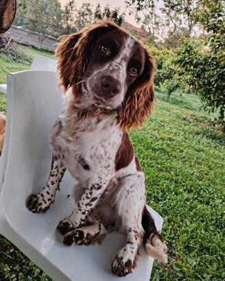 Springer Spaniel cuccioloni 11 mesi