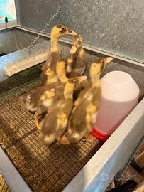 Anatra corritrice indiana