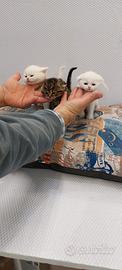 Cuccioli di gattini scottish straight e fold