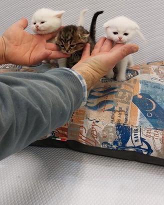 Cuccioli di gattini scottish straight e fold