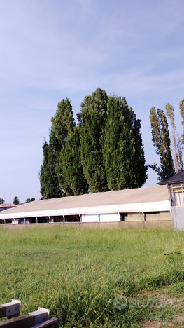 Capannone agricolo con ampio spazio esterno