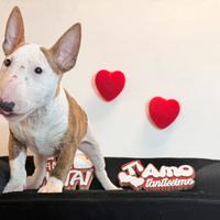 Bull terrier miniature