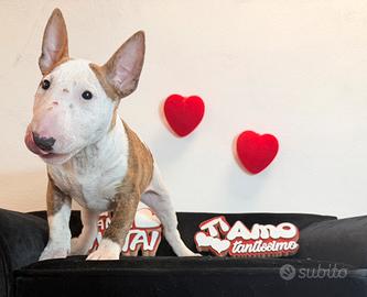 Bull terrier miniature