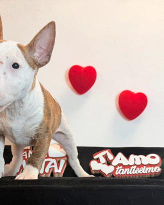 Bull terrier miniature