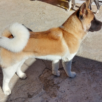 Akita americano