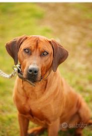 Cuccioli di razza Rhodesian Ridgeback