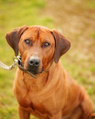 Cuccioli di razza Rhodesian Ridgeback