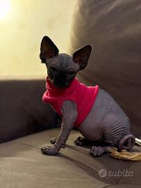 Sphynx con pedigree