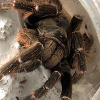 Ceratogyrus darlingi