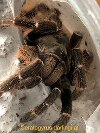 Ceratogyrus darlingi