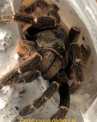 Ceratogyrus darlingi