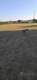 Setter inglese